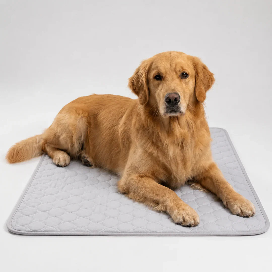Celrien | Frostbed Washable Pet Cooling Mat