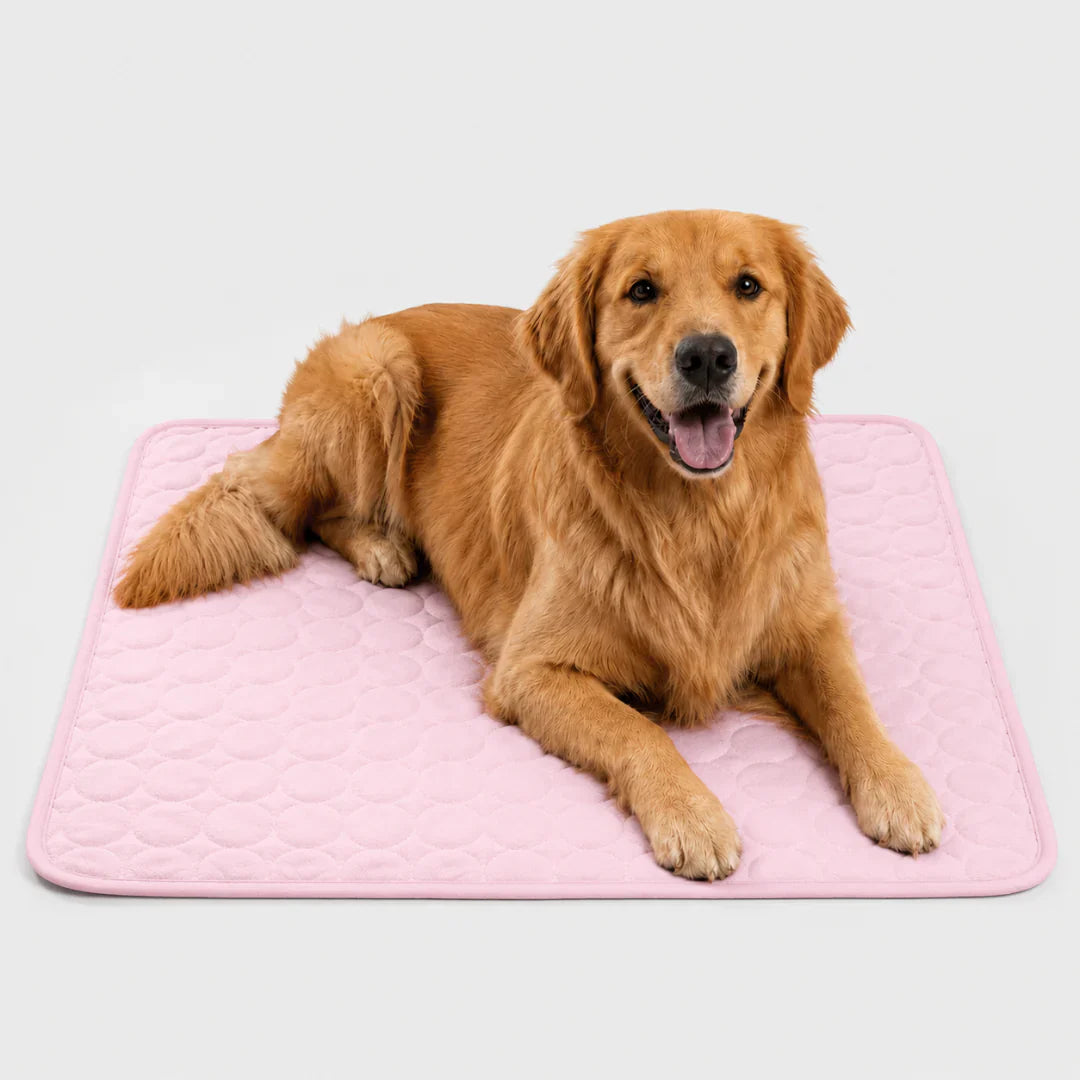 Celrien | Frostbed Washable Pet Cooling Mat